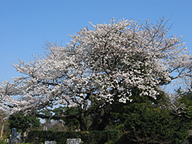 多磨霊園の桜。